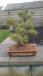 Bonsai en beginmateriaal (meeste in pot, deel volle grond), Ophalen of Verzenden
