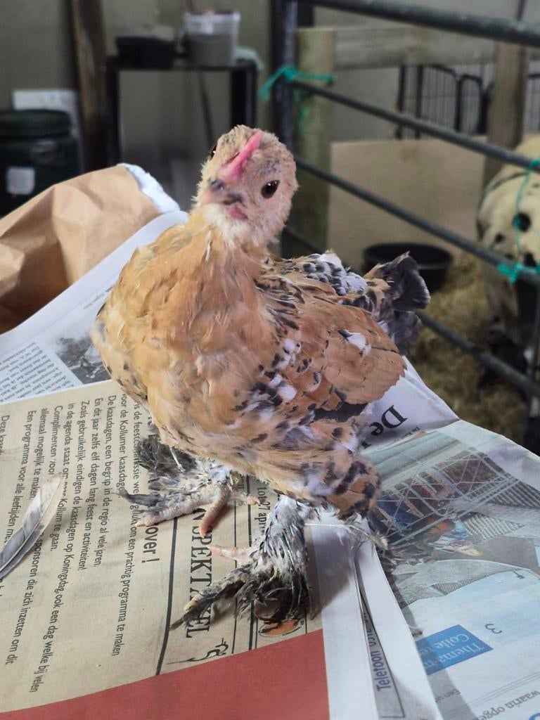 Mooie, jonge Sabelpoot kriel hanen te koop, Mannelijk, Kip