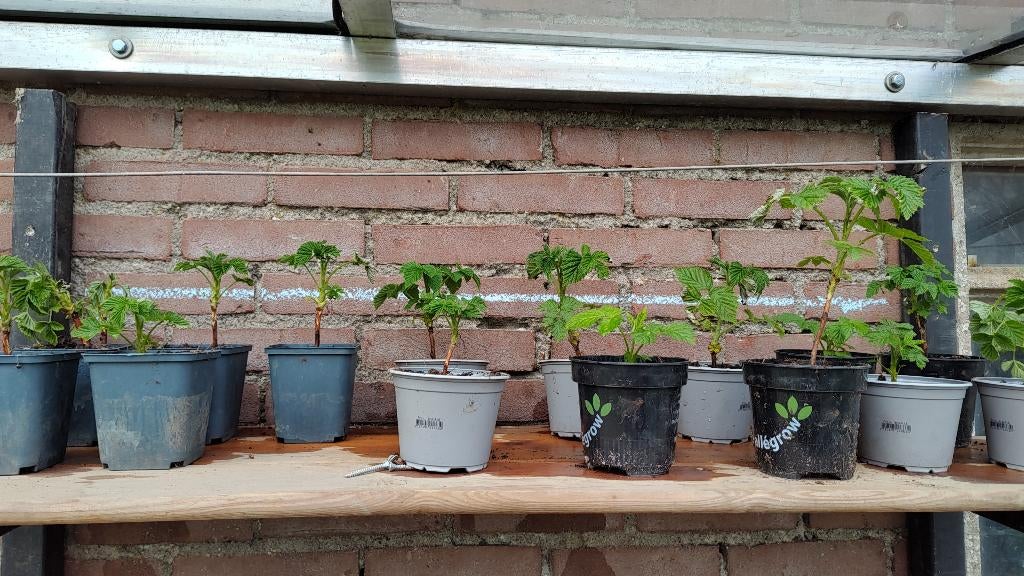 Frambozen stekjes, Ophalen, Vaste plant, Fruitplanten, Volle zon