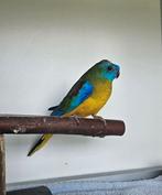 Peppa zoekt een huisje! (Turquoisine parkiet), Mannelijk, Parkiet