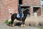 Breedgebouwde irish cob, Merrie, Minder dan 160 cm, Zadelmak, Gechipt