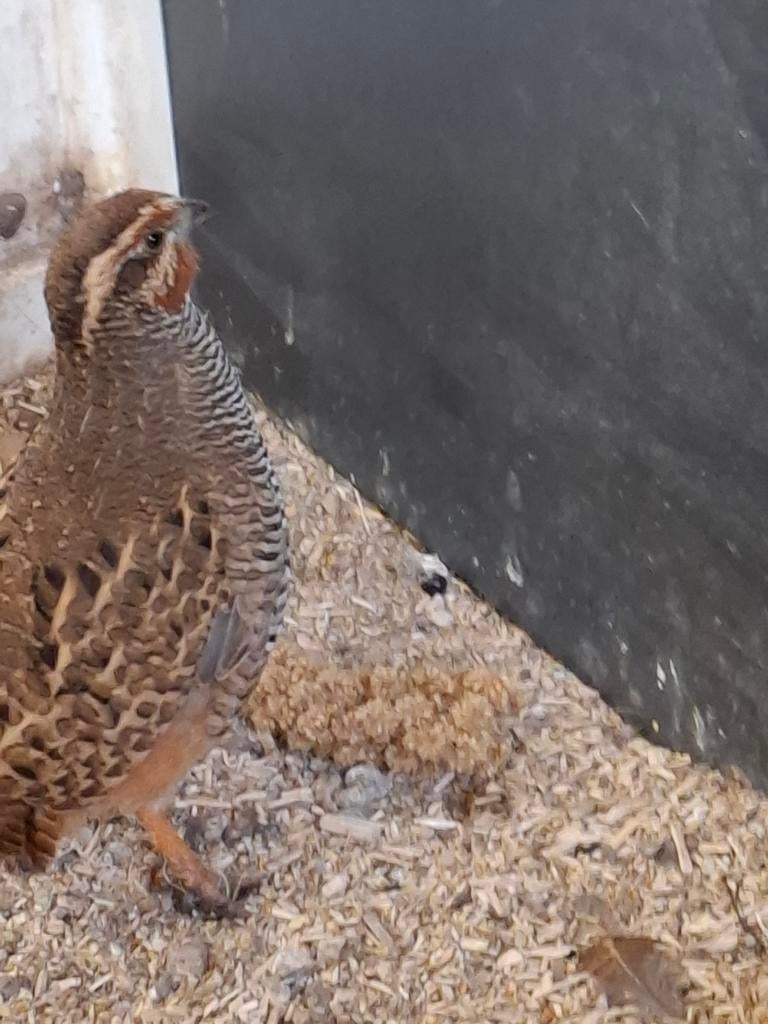 Jungle busch kwartel, Mannelijk