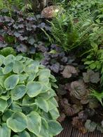 Grote pot met bonte hosta, Tuin en Terras, Ophalen of Verzenden, Hortensia, Minder dan 100 cm