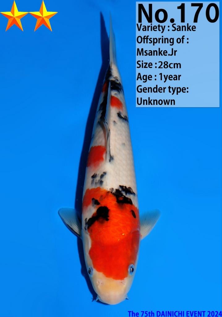 Sanke Dainichi met certificaat, Dieren en Toebehoren, Karper of Koi