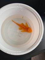 L144 Ancistrus man, Vis, Zoetwatervis