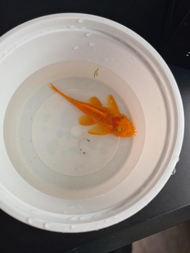 L144 Ancistrus man, Dieren en Toebehoren, Vissen | Aquariumvissen, Zoetwatervis, Vis