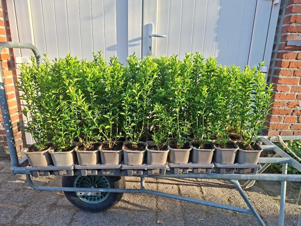 Buxusvervanger! goed vertakte Euonymus Green Spire haagplant, Ophalen, Buxus, Haag, Minder dan 100 cm