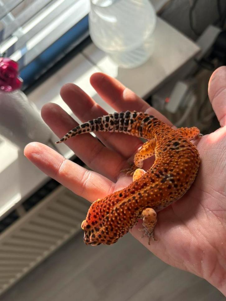 Purplehead luipaardgekko incl terarium Leopard Gecko - male for sale from A.Mulder