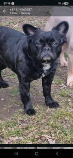 Mooie fokteef, Parvo, Teef, Eén hond, 3 tot 5 jaar