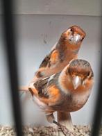 Meerdere Harlekijn kanaries, Dieren en Toebehoren, Vogels | Kanaries, Meerdere dieren, Kleurkanarie