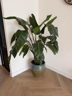 strelitzia plant met pot, Ophalen of Verzenden, In pot, 150 tot 200 cm, Volle zon