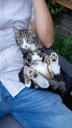 Kitten gezocht. Niet ouder dan 3 maanden. Omgeving Haarlem.