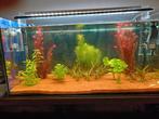 aquarium, Dieren en Toebehoren, Ophalen, Zo goed als nieuw, Gevuld zoetwateraquarium