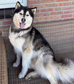 Te koop hele lieve husky, Reu, Poolhond, Parvo, Eén hond