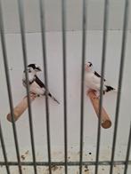 Tropenvogel, Meerdere dieren