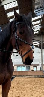 Mexicaans hoofdstel Harry’s Horse, Ophalen of Verzenden, Zo goed als nieuw, Springen