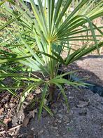 Trachycarpus Fortunei, Tuin en Terras, Planten | Tuinplanten, Ophalen, Overige soorten