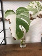 Monstera Albo Variegata stek  met veel wit, Huis en Inrichting, Kamerplanten, Ophalen of Verzenden, Halfschaduw, Minder dan 100 cm