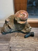 Grote ammoliet ammoniet in matrix 15 kg spectaculaire kleure, Ophalen of Verzenden