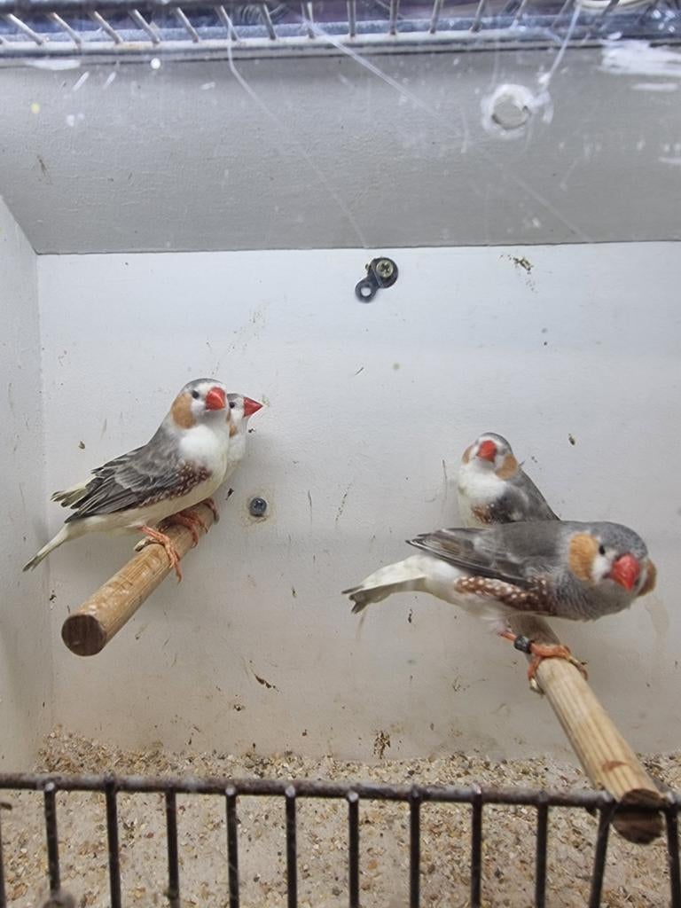 Te koop zebravinken mannen witborst, Dieren en Toebehoren, Vogels | Kanaries, Mannelijk, Kleurkanarie