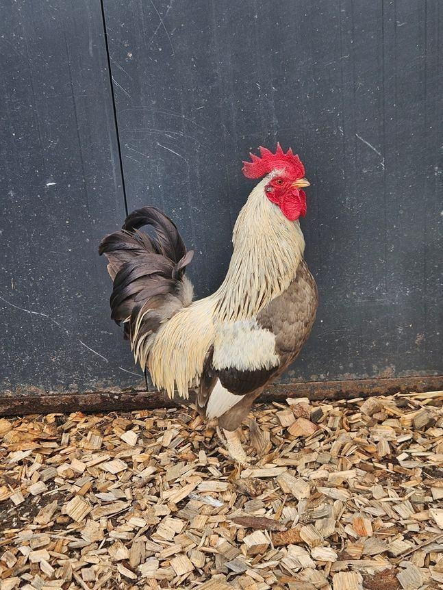 Fruitjoy zoekt een huisje! (Haan), Dieren en Toebehoren, Pluimvee, Mannelijk, Kip