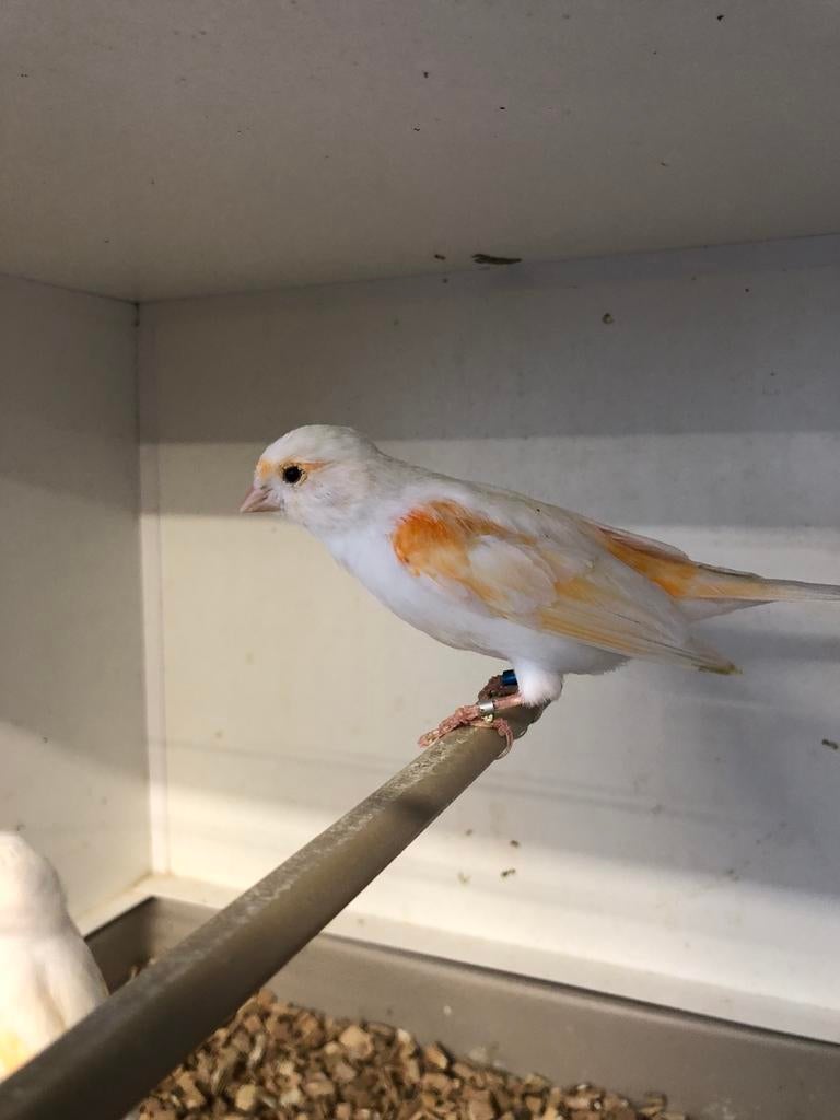 Mozaïek kanaries, Dieren en Toebehoren, Meerdere dieren, Kleurkanarie