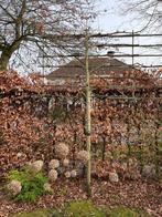 Twee Leilindes, Volle zon, Vaste plant, Zomer, Ophalen