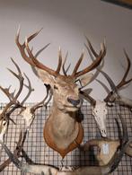 opgezet edelhert shoulder borst preparaat hert, Ophalen of Verzenden, Nieuw, Hert, Opgezet dier