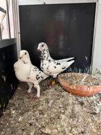 Sierduiven, Dieren en Toebehoren, Meerdere dieren, Overige soorten