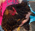 Broedeieren cochin kriel, Dieren en Toebehoren, Geslacht onbekend, Kip