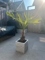 Mooie Palm - 85cm hoog, Volle zon, Vaste plant, Bloeit niet, Ophalen