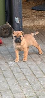 Pups Bullmastiff maal Rottweiler (kruising), Dieren en Toebehoren, 8 tot 15 weken, Parvo, Meerdere, Meerdere dieren