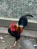 Hollandse kriel haantje gratis, Mannelijk, Kip