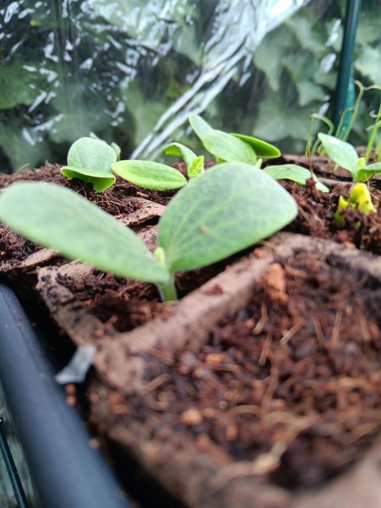 Sierpompoen plantjes - Kweek je eigen decoratie!, Ophalen, Volle zon, Groenteplanten, Eenjarig