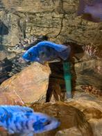 Protomelas taiwan reef malawi, Hagedis, 0 tot 2 jaar