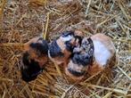 Cavia's, Dieren en Toebehoren, Knaagdieren, Meerdere dieren, Cavia, Na 1 juli 2024