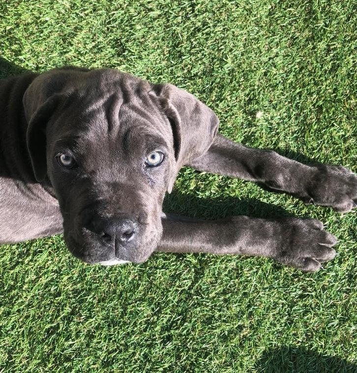 Cane Corso pup, Dieren en Toebehoren, Honden | Bulldogs, Pinschers en Molossers, Reu, Overige rassen, Particulier, Eén hond, België