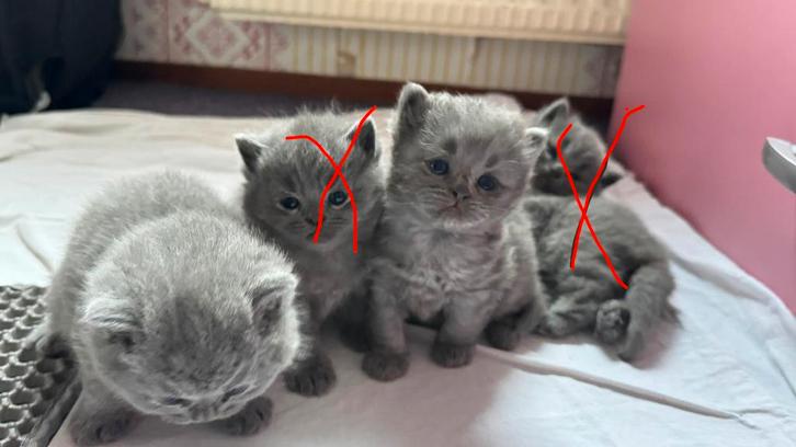 Te koop: 4 Britse Korthaar, Dieren en Toebehoren, Katten en Kittens | Overige Katten, Kortharig, Kater, 0 tot 2 jaar