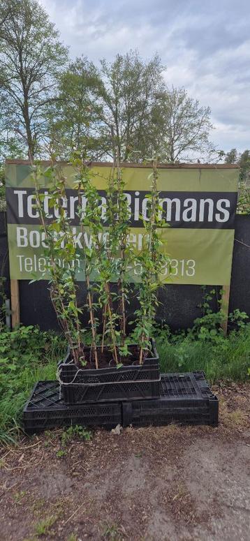 Toscaanse Jasmijn beschikbaar voor biedingen