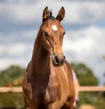 Te koop: veelbelovend KWPN hengstveulen met topafstamming, Dieren en Toebehoren, Paarden, Hengst, 0 tot 2 jaar