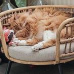 Betrouwbare kattenoppas aan huis in den haag+ rijswijk nootd, Ophalen of Verzenden