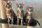 Bengaal kittens, 3 lieve katertjes zoeken hun gouden mandje, Dieren en Toebehoren, Kater, Ontwormd, 0 tot 2 jaar