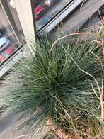 Diverse soorten gras/riet, Ophalen, Volle zon, Vaste plant, Siergrassen