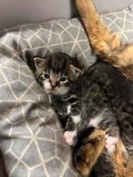 Cyperse kittens, Geslacht onbekend, 0 tot 2 jaar