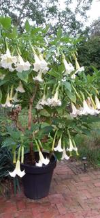 Brugmansia, Trompetters te koop, Tuin en Terras, Volle zon, Vaste plant, Zomer, Ophalen