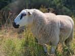 Welsh hill speckled face, Dieren en Toebehoren, Vrouwelijk, Schaap