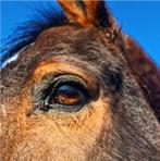 Stal voor behandeling gezocht (omgeving Chaam), Dieren en Toebehoren, Stalling en Weidegang, Stalling, 1 paard of pony