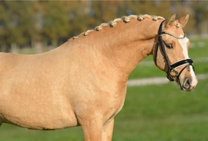 Talentvolle 2,5 jarige D pony v. Grundleinshofs Gipfelstrume, Dieren en Toebehoren, Pony's, Ruin, Onbeleerd, D pony (1.37m tot 1.48m)