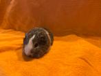 Zilveragouti wit bont california zeugje, Cavia, Vrouwelijk, Tam, Oktober