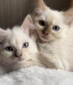 ⭐️⭐️⭐️⭐️⭐️Cinnamon mink Ragdoll kitten met stamboom, Dieren en Toebehoren, Katten en Kittens | Raskatten | Langhaar, Kater, Gechipt